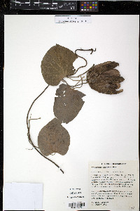 Isotrema tomentosa image