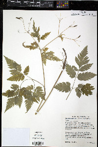 Osmorhiza claytonii image