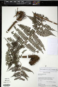 Dennstaedtia auriculata image