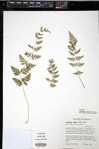 Cystopteris tenuis image