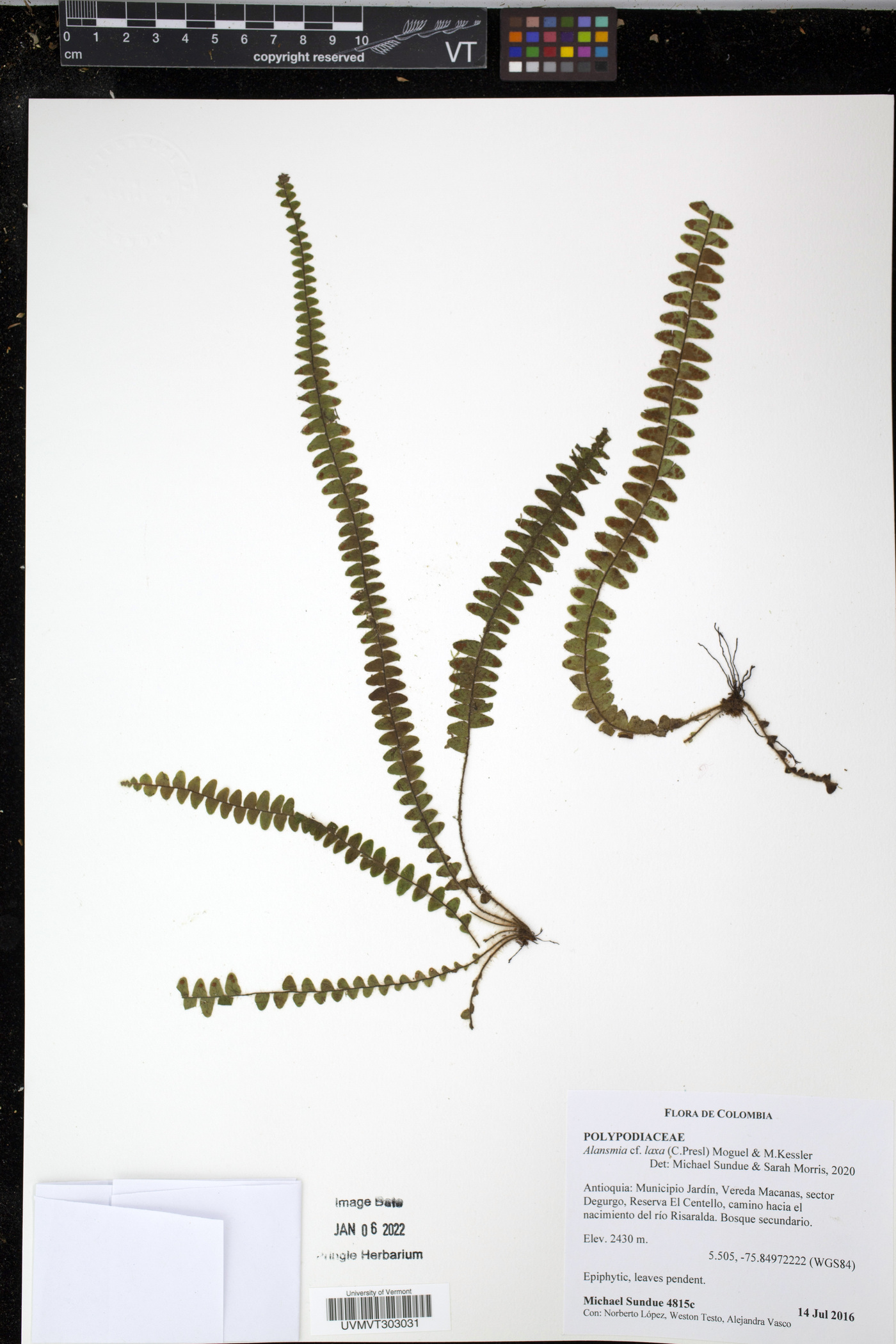Alansmia laxa image