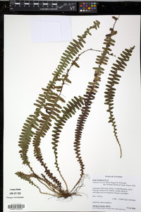Alansmia laxa image