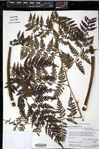 Lastreopsis killipii image