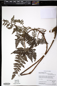 Lastreopsis killipii image