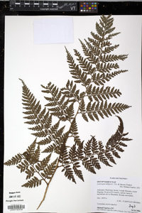 Lastreopsis killipii image