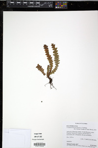 Media resource of Ceradenia discolor