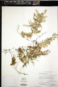 Hymenophyllum ferax image