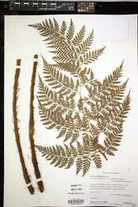 Lastreopsis killipii image