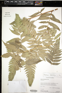Polybotrya altescandens image
