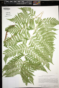 Dryopteris expansa image
