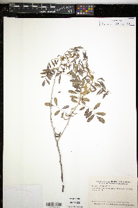 Indigofera suffruticosa image