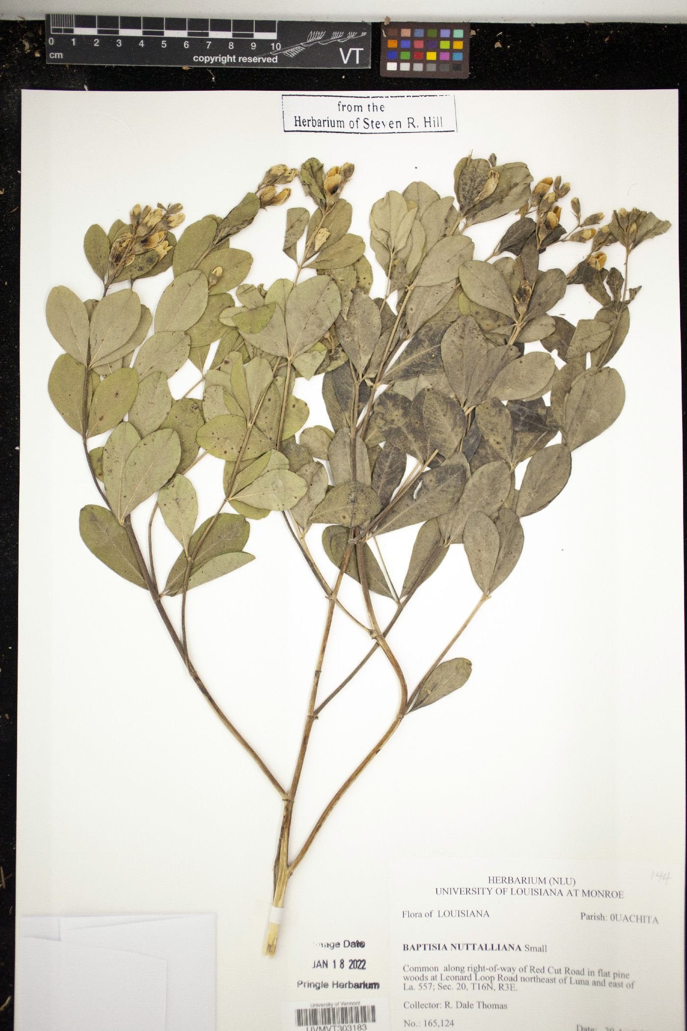 Baptisia nuttalliana image