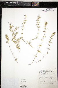 Calamintha nepeta image