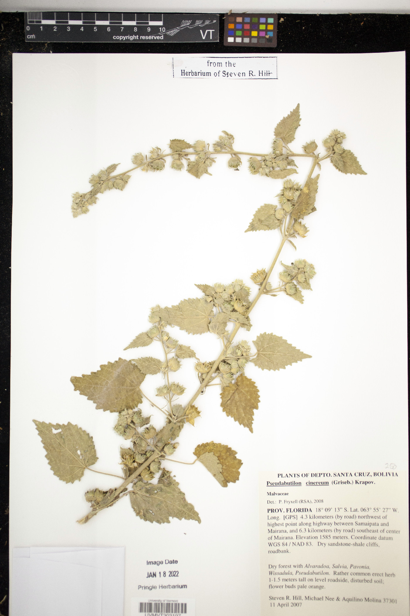 Pseudabutilon cinereum image