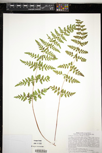 Cystopteris laurentiana image
