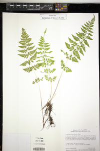 Cystopteris tenuis image