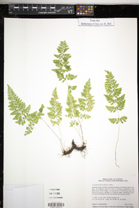 Cystopteris tenuis image