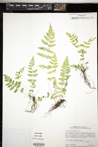 Cystopteris tenuis image