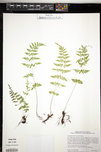 Cystopteris × tennesseensis image