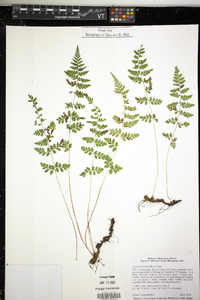 Cystopteris tenuis image