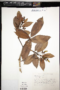 Hedyosmum arborescens image