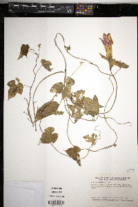 Ipomoea indica image