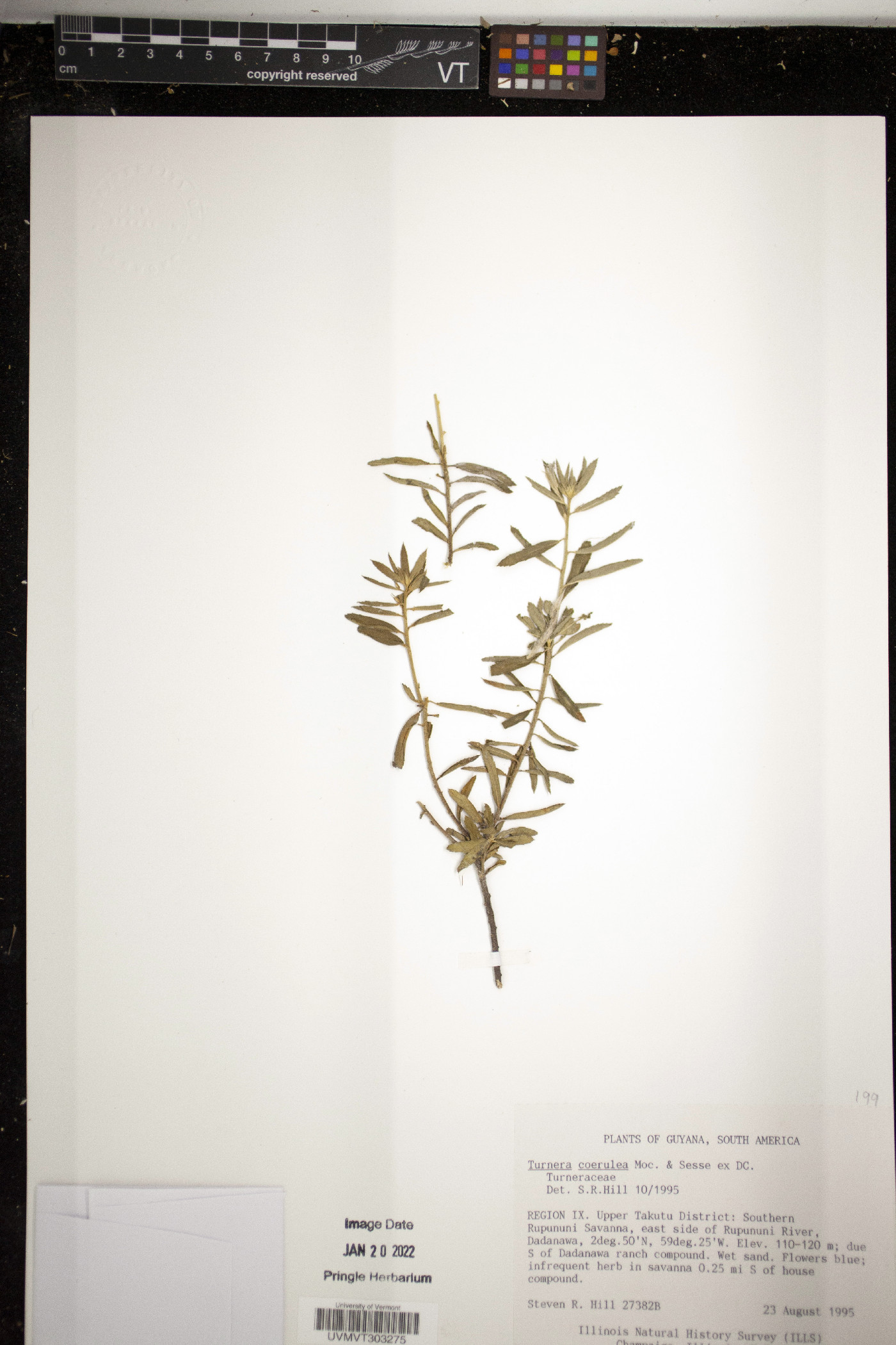 Turnera coerulea image