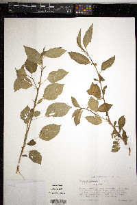 Corchorus olitorius image