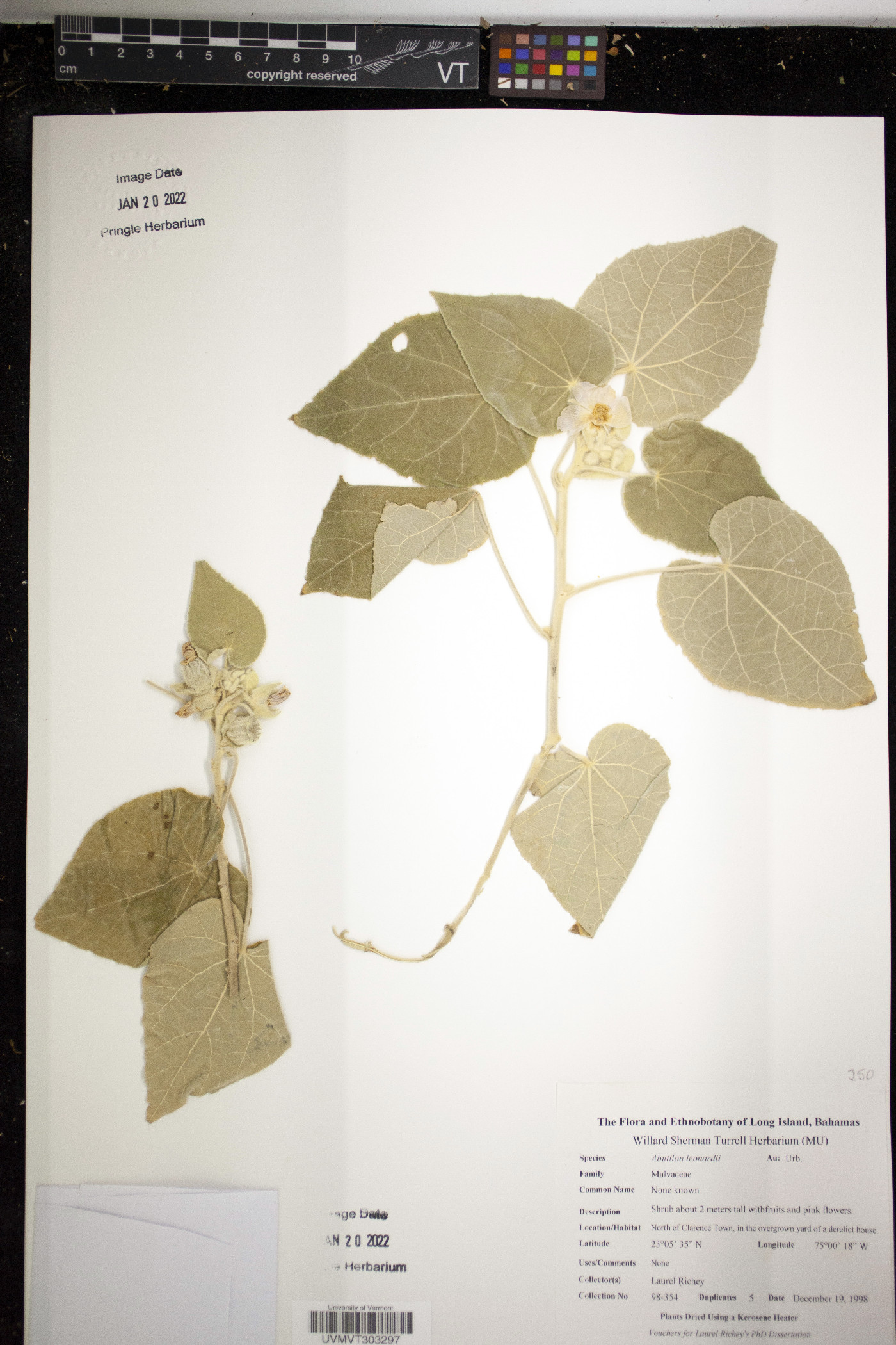 Abutilon leonardii image