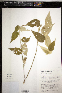Media resource of Abutilon otocarpum