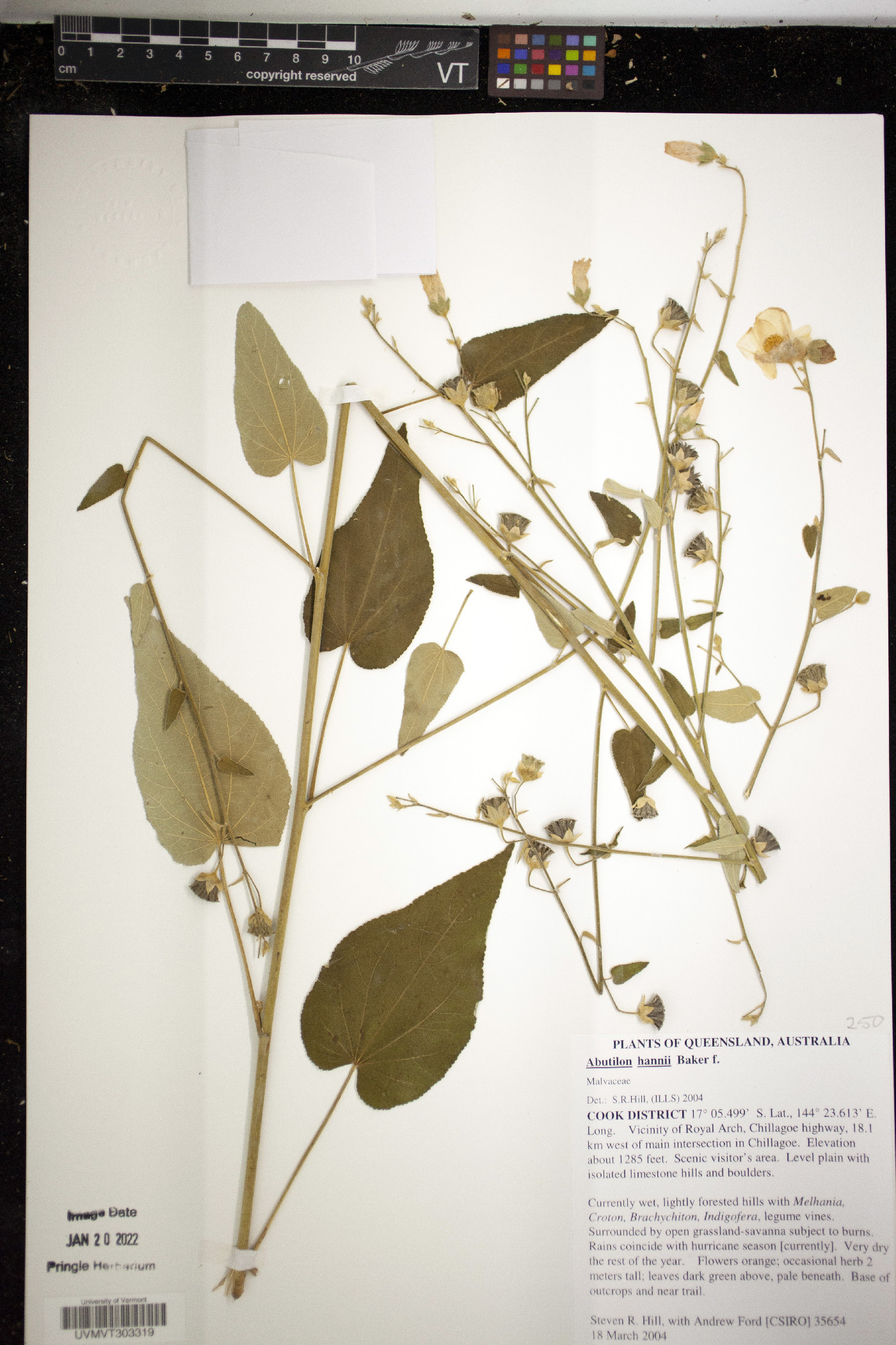 Abutilon hannii image