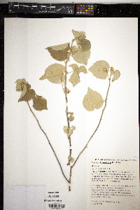Abutilon herzogianum image