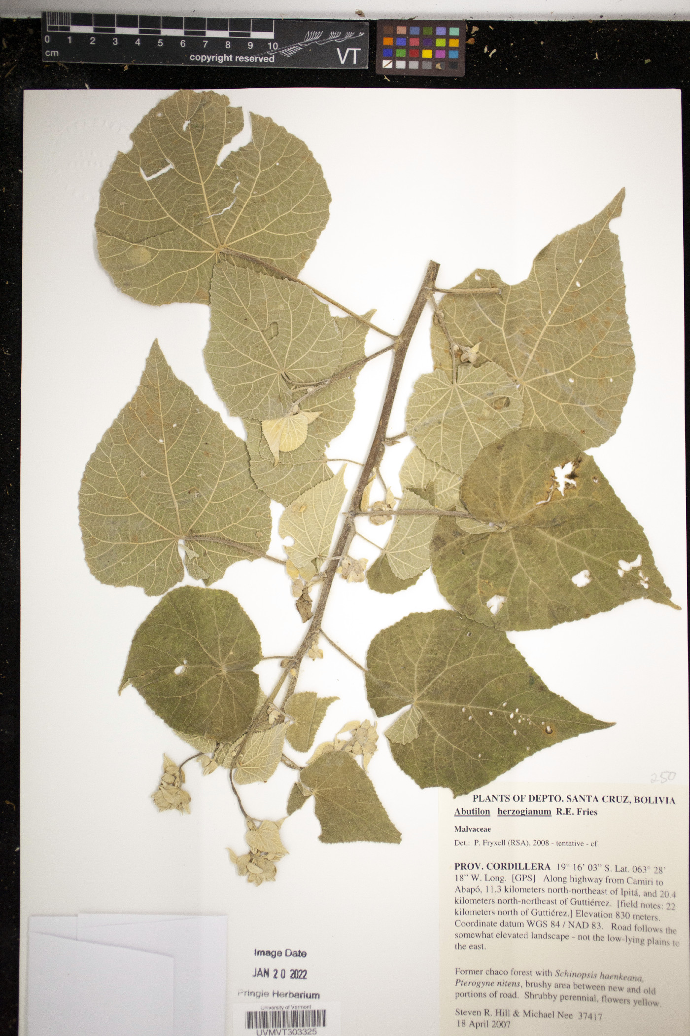 Abutilon herzogianum image