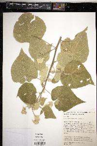 Abutilon herzogianum image