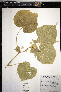 Abutilon theophrasti image