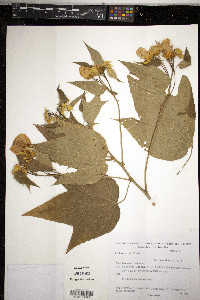 Abutilon niveum image