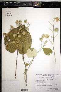 Abutilon pauciflorum image