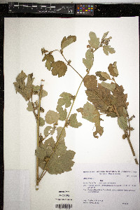 Urena lobata image