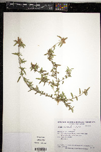 Sida anomala image