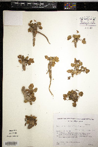 Media resource of Acaulimalva nubigena