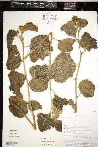 Hibiscus furcellatus image
