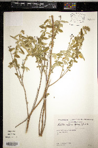 Media resource of Abutilon affine