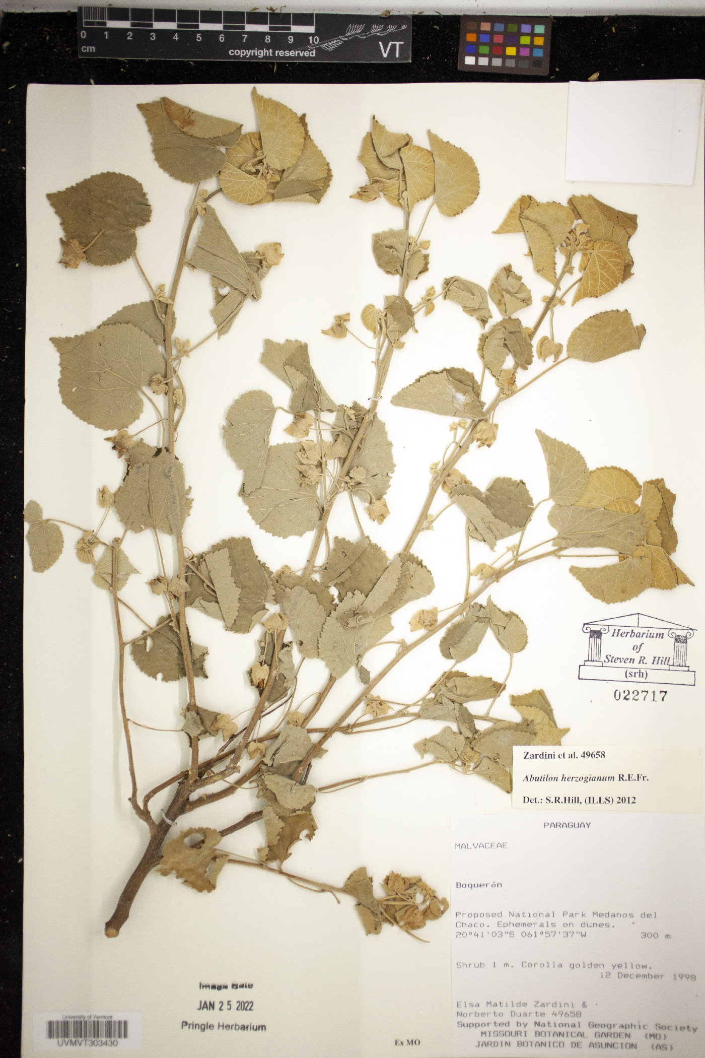 Abutilon herzogianum image