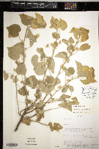 Abutilon herzogianum image