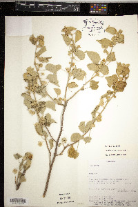 Media resource of Abutilon herzogianum