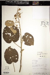 Bastardiopsis densiflora image