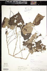 Media resource of Briquetia denudata