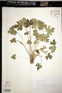 Callirhoe bushii image