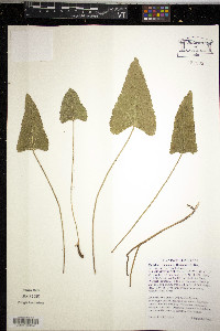 Callirhoe triangulata image
