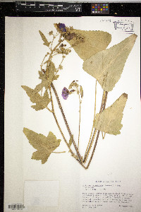 Callirhoe triangulata image
